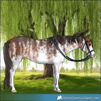 Horse Color:White Spotted Bay Rabicano