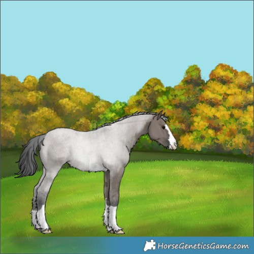 Horse Color:Grullo Rabicano 