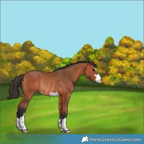 Horse Color:Bay Rabicano 