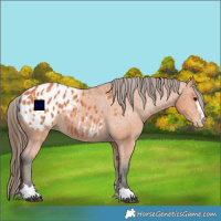 Horse Color:Bay Appaloosa 