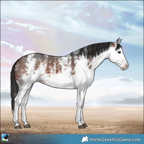 Horse Color:White Spotted Bay Splash 