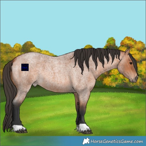 Horse Color:Bay Roan 