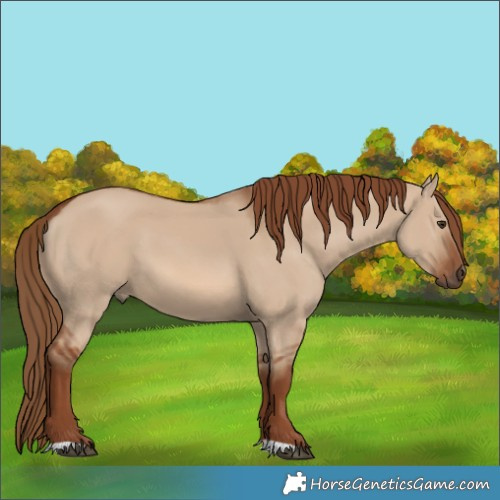 Horse Color:Red Dun