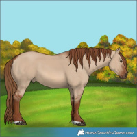 Horse Color:Red Dun 