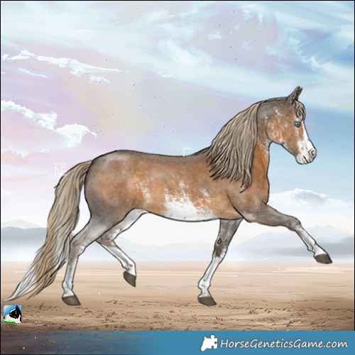 Horse Color:White Spotted Chocolate Palomino Splash Rabicano