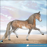 Horse Color:White Spotted Chocolate Palomino Splash Rabicano