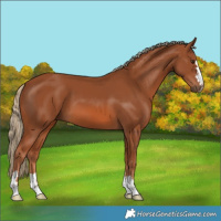 Horse Color:Chestnut 