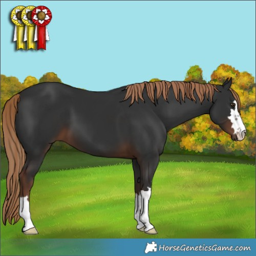 Horse Color:Liver Chestnut 