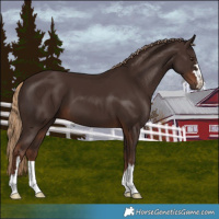 Horse Color:Liver Chestnut 
