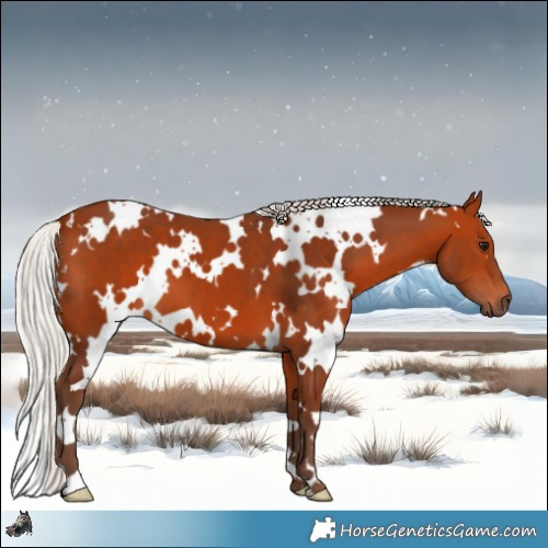 Horse Color:White Spotted Silver Bay 