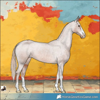 Horse Color:Chestnut Appaloosa 