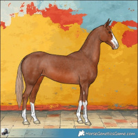Horse Color:Chestnut Appaloosa 