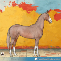 Horse Color:Chestnut Appaloosa