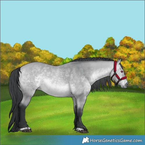 Horse Color:Bay Chinchilla 