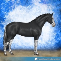 Horse Color:Black and Black Splash