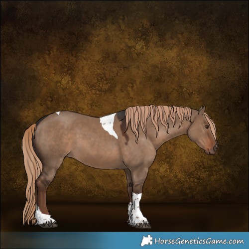 Horse Color:Liver Red Dun Tobiano 