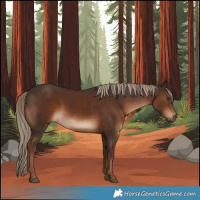 Horse Color:Liver Chestnut 