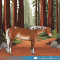 Horse Color:Silver Bay Tobiano Appaloosa 