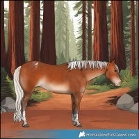 Horse Color:Silver Bay Tobiano Appaloosa 