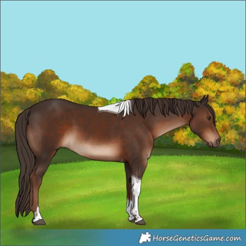 Horse Color:Liver Chestnut Tobiano 