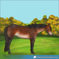 Horse Color:Bay 