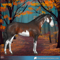 Horse Color:White Spotted Brown 