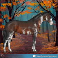 Horse Color:White Spotted Brown 