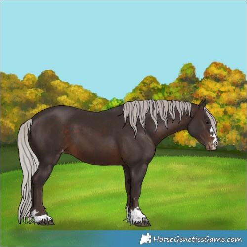 Horse Color:Silver Brown Appaloosa 
