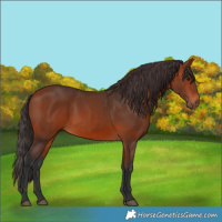 Horse Color:Bay 