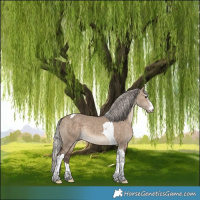 Horse Color:Silver Brown Dun Sabino Tobiano 
