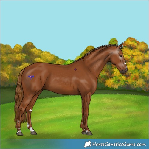 Horse Color:Gray Chestnut 
