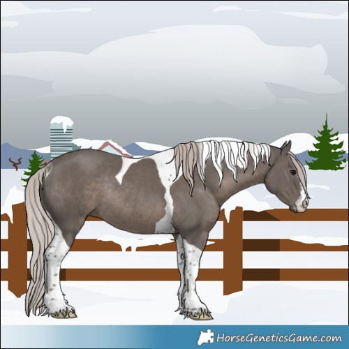 Horse Color:White Spotted Silver Black Tobiano Rabicano 