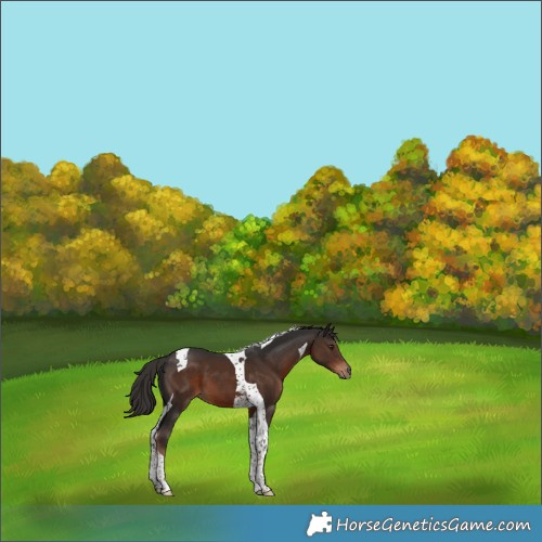 Horse Color:Liver Chestnut Tobiano 