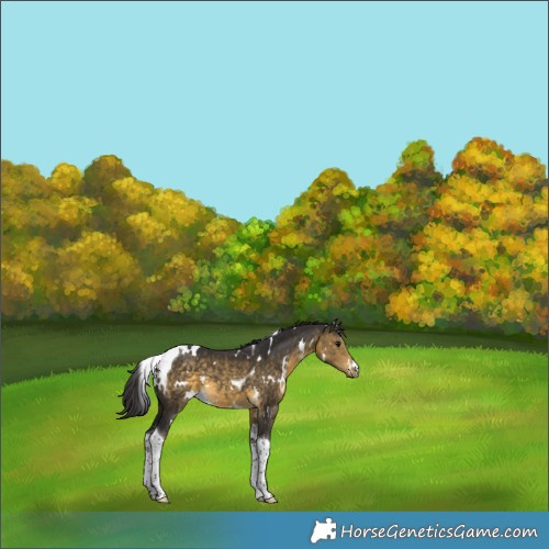 Horse Color:White Spotted Buckskin Tobiano 