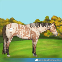 Horse Color:Gold Champagne Splash and Buckskin Roan Dun Splash