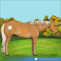 Horse Color:Palomino 