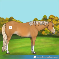 Horse Color:Palomino