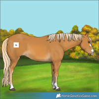 Horse Color:Palomino 