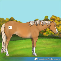 Horse Color:Palomino