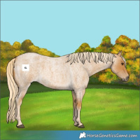 Horse Color:Palomino Roan