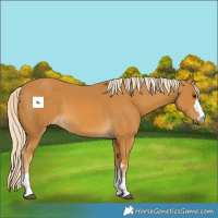Horse Color:Palomino