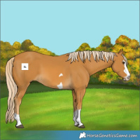 Horse Color:Palomino