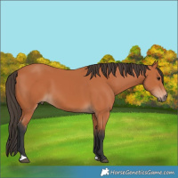 Horse Color:Unknown 