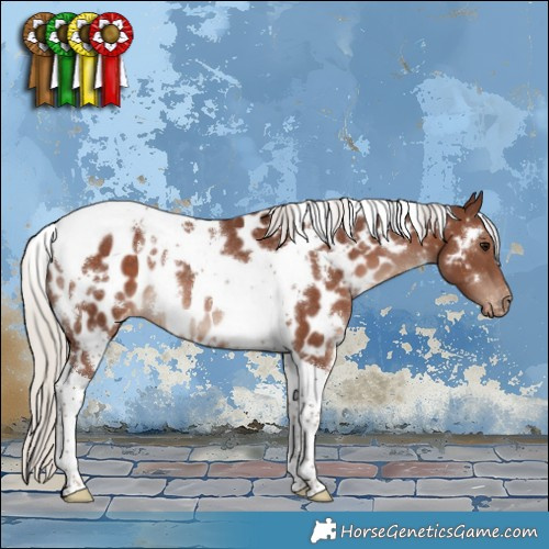 Horse Color:White Spotted Silver Brown Tobiano Appaloosa Rabicano