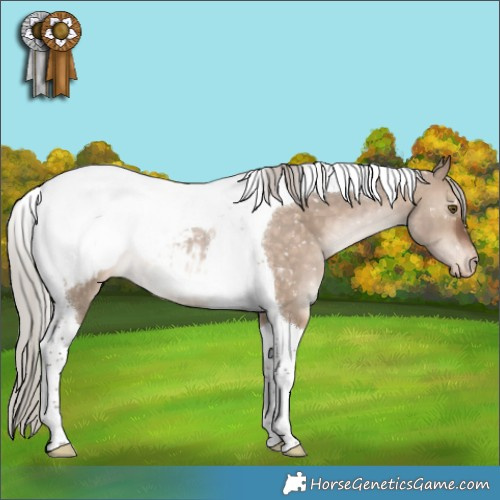Horse Color:Silver Brown Dun Tobiano Appaloosa Rabicano
