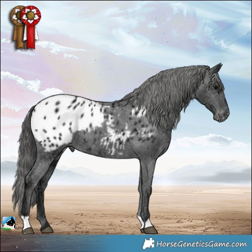 Horse Color:Black Ice Appaloosa Rabicano 