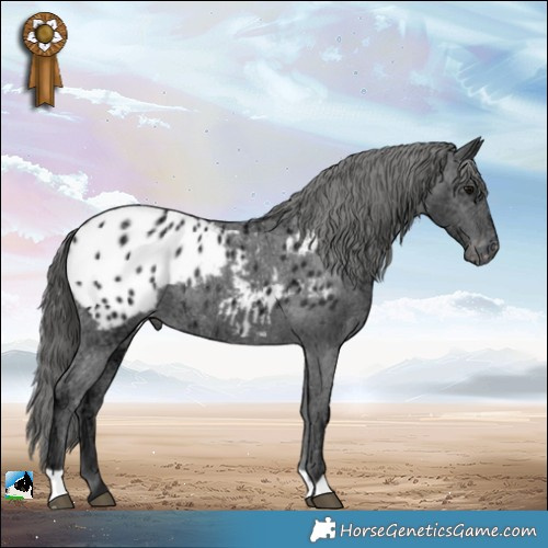 Horse Color:Black Ice Appaloosa Rabicano 