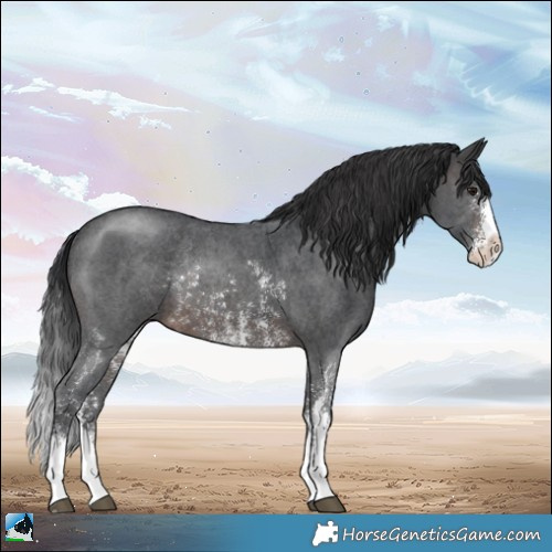 Horse Color:Brown Sabino Rabicano 