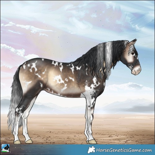 Horse Color:White Spotted Brown Onyx Sabino Rabicano 