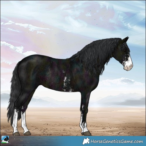 Horse Color:Midnight Brown Ice Sabino Rabicano 